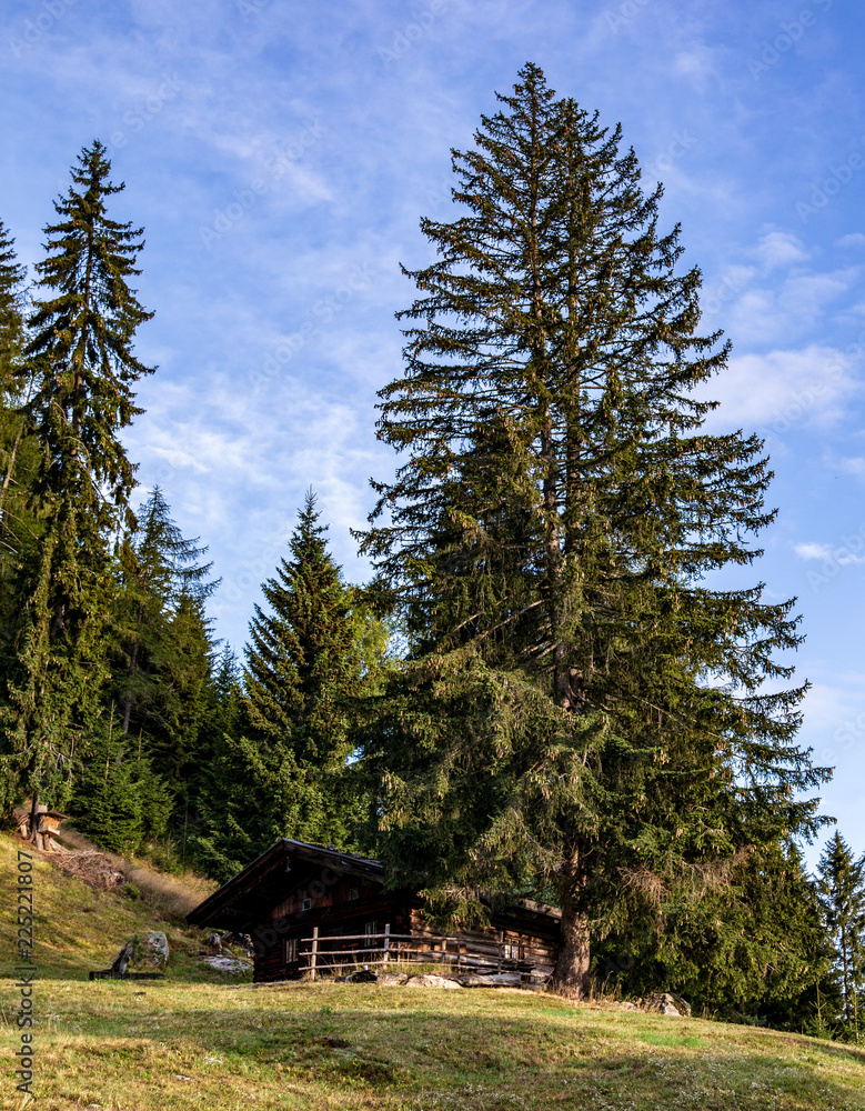 Trees in autumn, Alto Adige, Passeier Valley Trees in autumn, Alto Adige, Passeier Valley