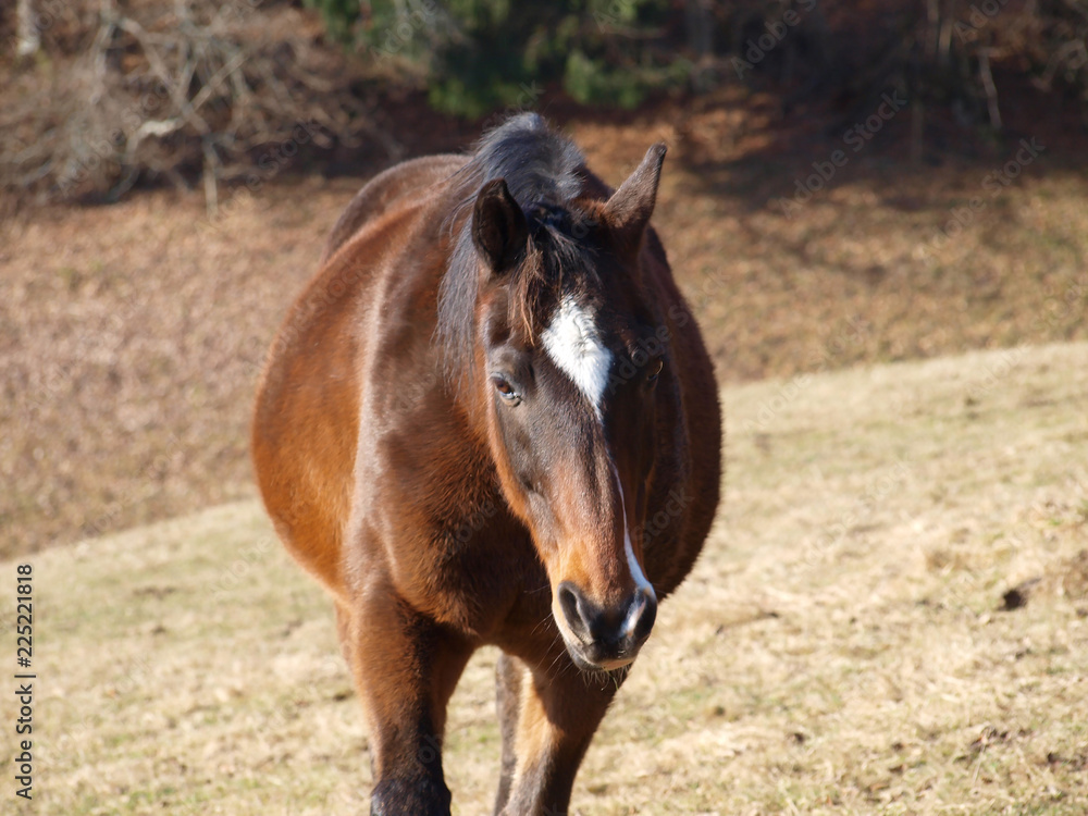 Obraz premium Cheval de Hesse dans un enclos en Forêt-Noire, originaires de Hesse en Allemagne