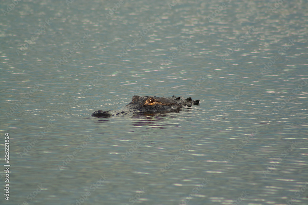 Fototapeta premium alligator