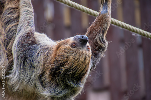Two toed sloth crawling along some rope photo