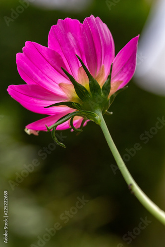 pink flower