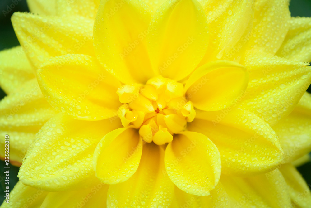 Obraz premium Yellow dahlia