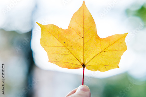 autumn leaf on sky background