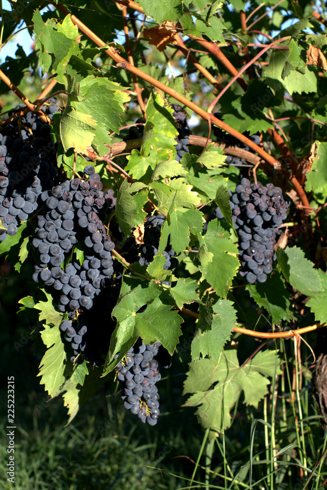 grapes on vine,vineyard,fruit,autumn,wine,agriculture,green,plant