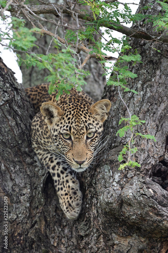 Young female leopard with curious. stare