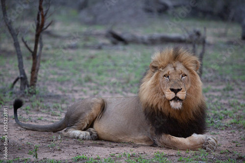 Full length of a big matured male lion