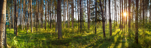 Fototapeta Naklejka Na Ścianę i Meble -   landscape with forest and sun, panorama