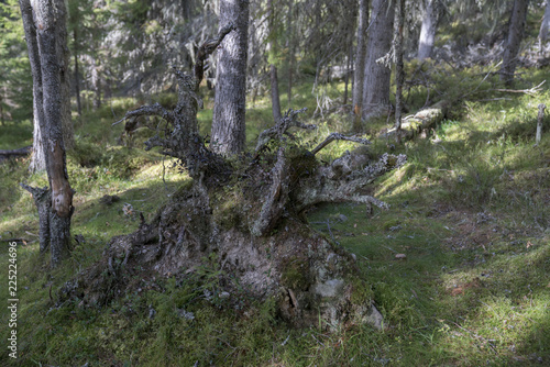 Cuadro en lienzo uprooted