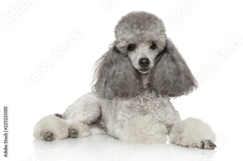 Miniature poodle on white
