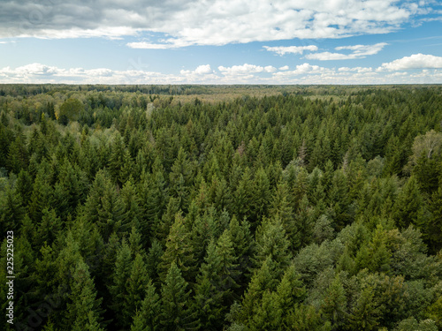 Aerial view of pine forest with heavy clouds in background. Autumn background.