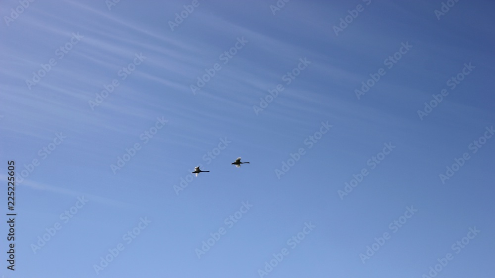 Zwei fliegende Höckerschwäne (Cygnus olor) vor blauem Himmel Zwei fliegende Höckerschwäne (Cygnus olor) vor blauem Himmel