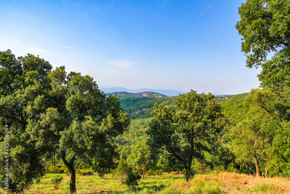 View on the old trees in the countryside of South France on a sunny day.