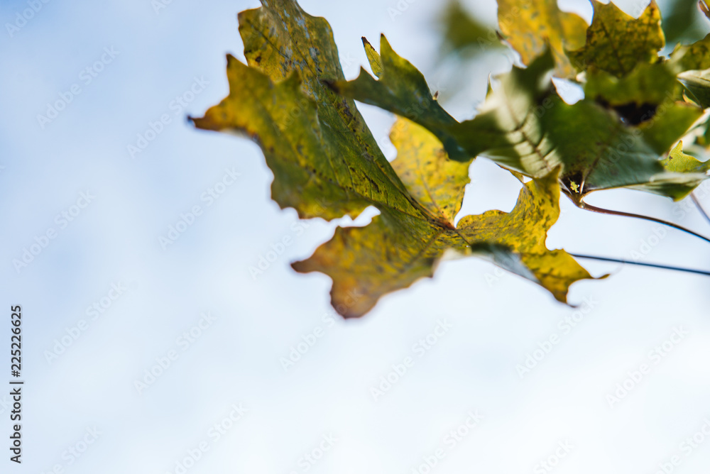 Fototapeta premium leaves against the sky