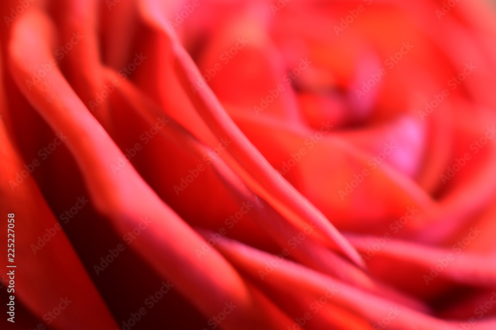 Red rose. Close up side view macro shot. Shallow depth of field. Love and valentine's day concept. Red rose. Close up side view macro shot. Shallow depth of field. Love and valentine's day concept.