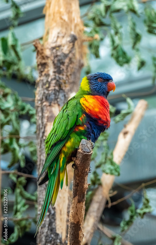 Sun Conure parrots, also know as sun parakeet (Aratinga solstitialis), native of South America