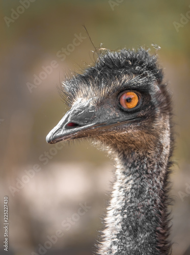 Closeup of an emu