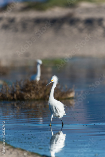 Hungry white Egret and his reflection walking with head feathers spread wide along the shore of estuary during morning hunt.