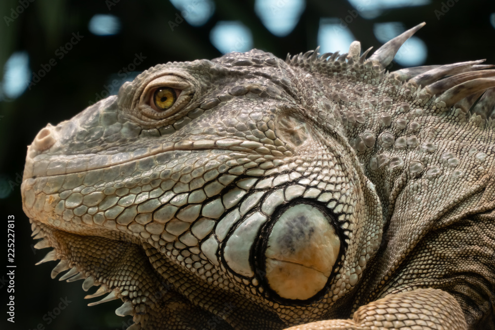 Iguana, native to tropical areas of Mexico, Central America, South America, and the Caribbean. Iguana, native to tropical areas of Mexico, Central America, South America, and the Caribbean.