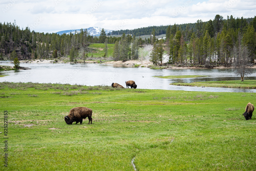 Scenes From Yellowstone