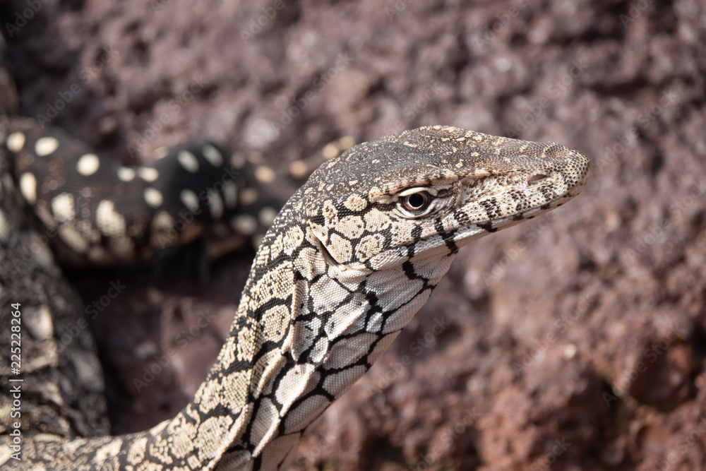 Monitor lizards, large lizards in the genus Varanus, native to Africa, Asia and Oceania