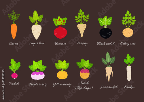 Vector set of different root vegetables