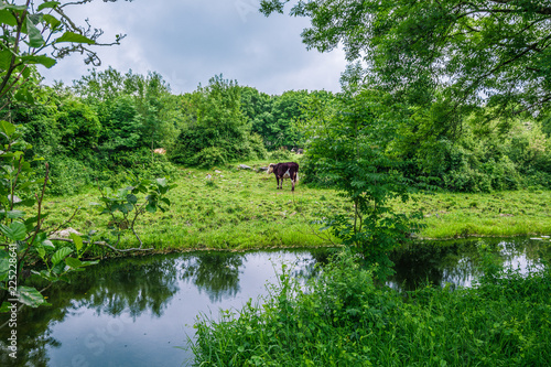 Landscape view of one cow on a green meadow. Blue river passing in front reflecting green trees. Ireland. photo