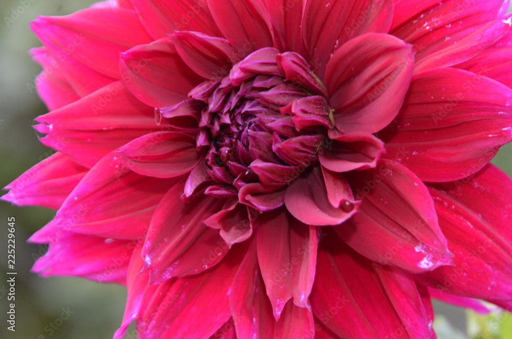 Burgundy Dahlia on a Sunny summer day.