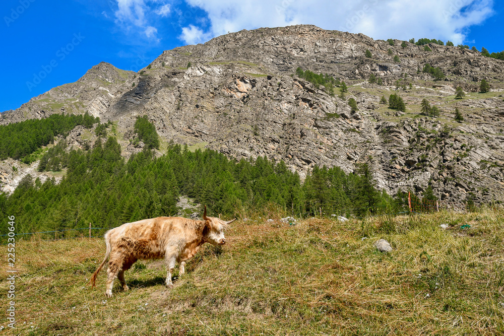 Yak al pascolo in un campo ai piedi di una montagna rocciosa con foresta di pini e cielo blu con nubi in estate, Valle d'Aosta, Alpi Italiane 