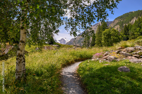 Sentiero all'ombra di una betulla in un prato verde con montagne e cime innevate sullo sfondo, Valle d'Aosta, Alpi Italiane