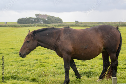 Pferd auf Weide in Norddeutschland