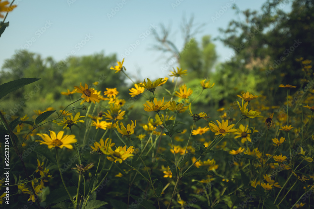 Obraz premium Sunflowers in a sunny summer midwest prairie
