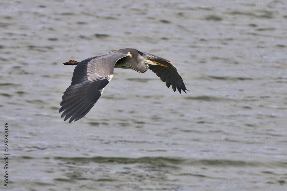 Grey Heron in flight Grey Heron in flight
