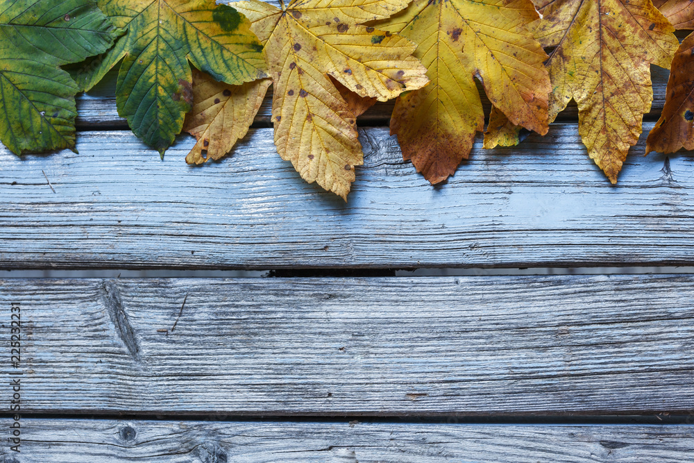 Obraz premium Herbstlicher Hintergrund mit Textfreiraum. Buntes Laub auf blauem Holz. 