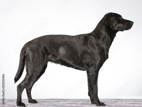 Dog profile from the side isolated on white. Labrador dog portrait, sideways. Image taken in a studio.