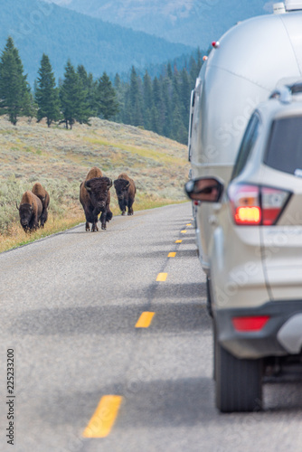 Bison of Yellowstone