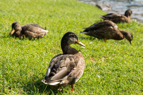 wild duck on the shore of the lake