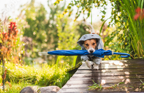 Fototapeta Naklejka Na Ścianę i Meble -  Dog wearing waterproof coat fetching umbrella under sunshower rain