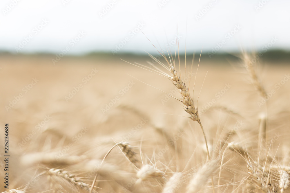 Fototapeta premium Spike of wheat
