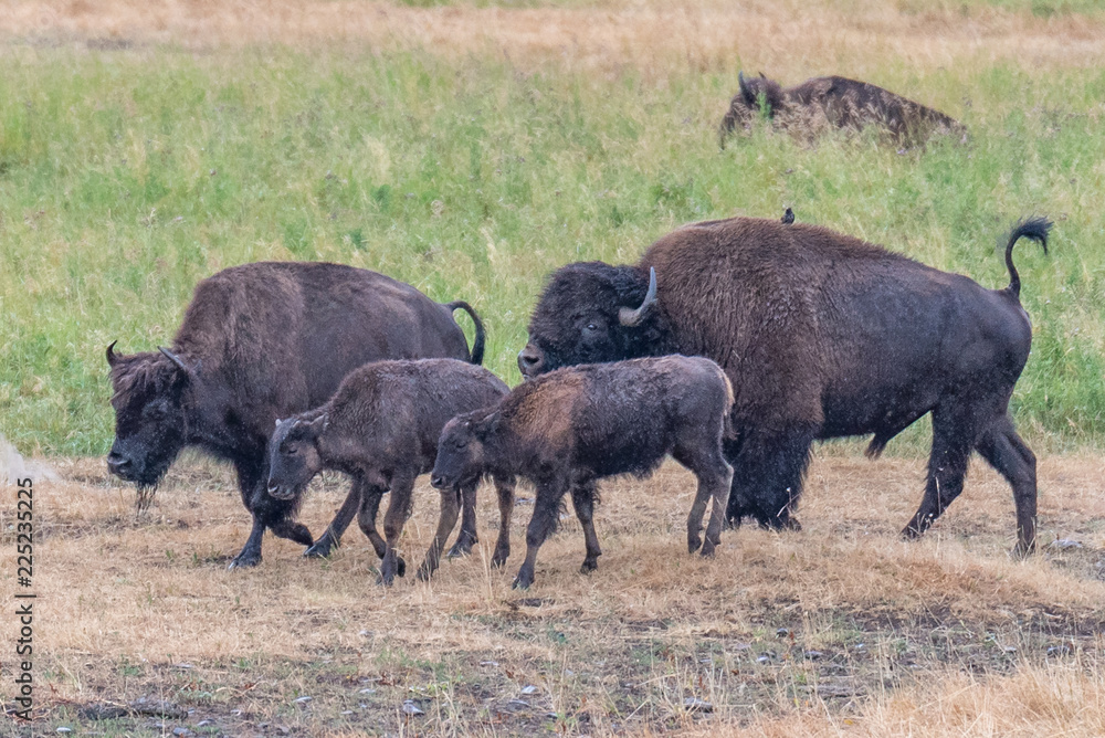 Bison In Yellowstone Bison In Yellowstone