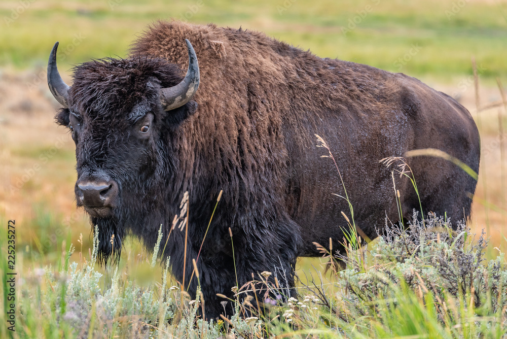 Bison In Yellowstone