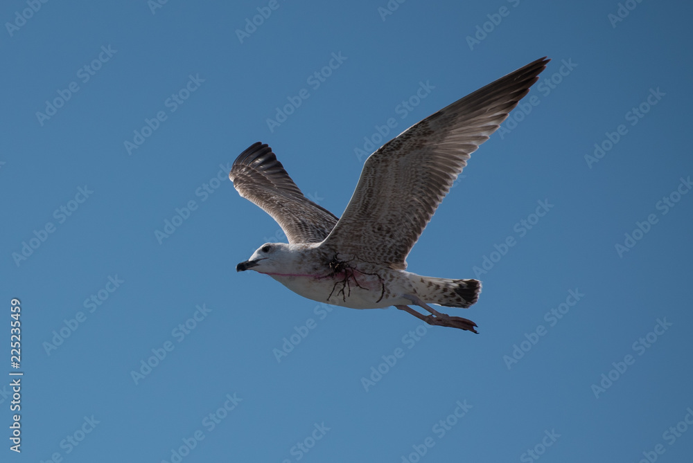 Obraz premium Seagull Flying