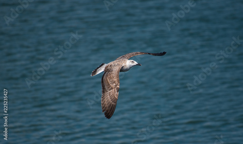 Flying seagull © Adrian