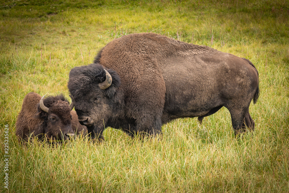 Bison of Yellowstone