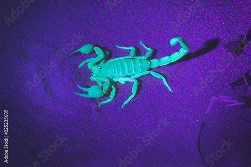  Hadrurus arizonensis,  Giant Desert Hairy Scorpion. Night photography in ultraviolet light