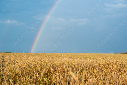 Landscape with a rainbow after the rain and the wheat field with Golden ears