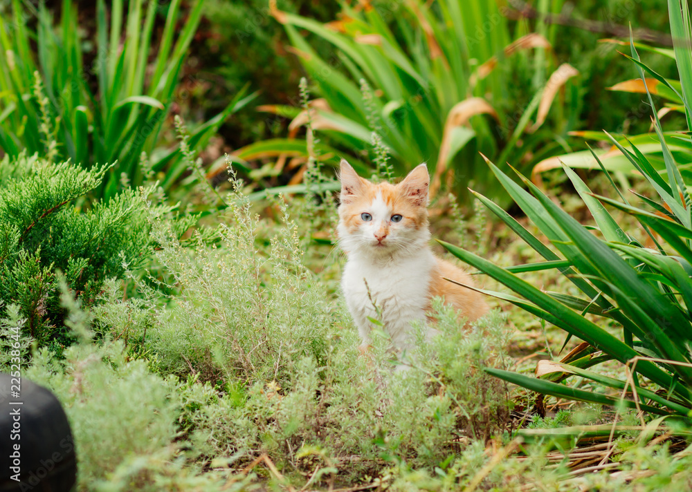 white ginger kitten , a street the cat in the grass