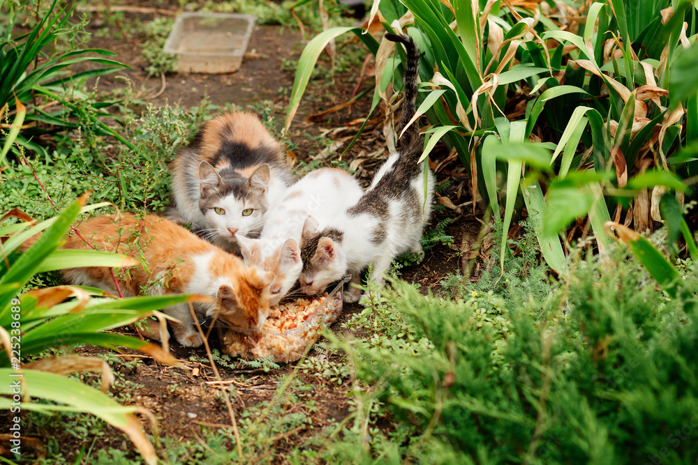 street cats eat, homeless street cats in the summer in the city street cats eat, homeless street cats in the summer in the city