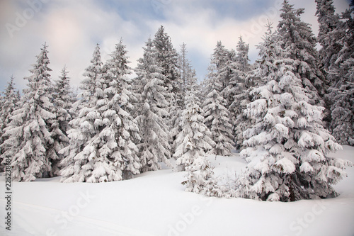 Obraz na płótnie winter background of snow covered fir trees in the mountains w salonie