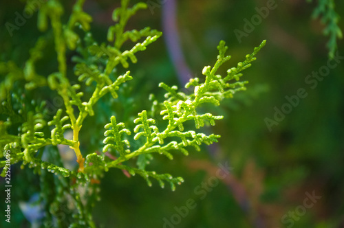 Incense cedar tree Calocedrus decurrens branch close up.