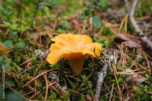 Cantharellus cibarius - edible mushroom. Fungus in the natural environment.